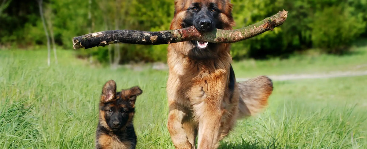 Parques para Perros en Madrid